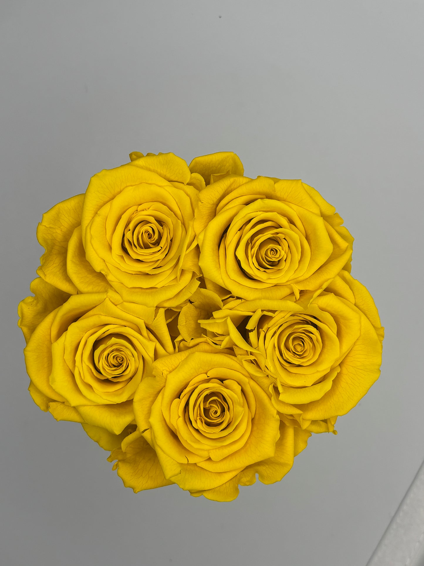 Forever roses 6pc in velvet box with rhinestone adornment